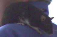 Ratte2