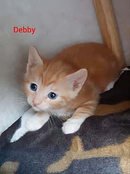 debby20-text