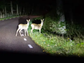 Straße als Gefahr für Tiere im Frühling