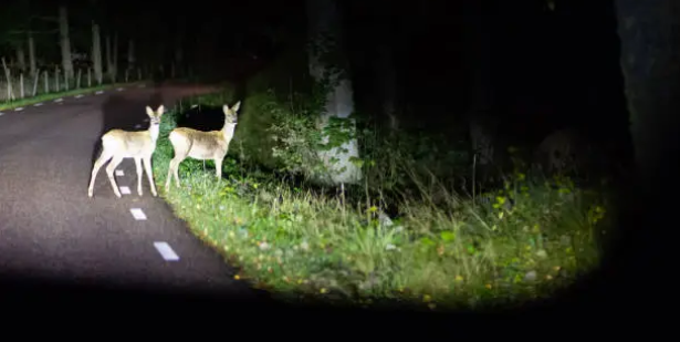 Straße als Gefahr für Tiere im Frühling