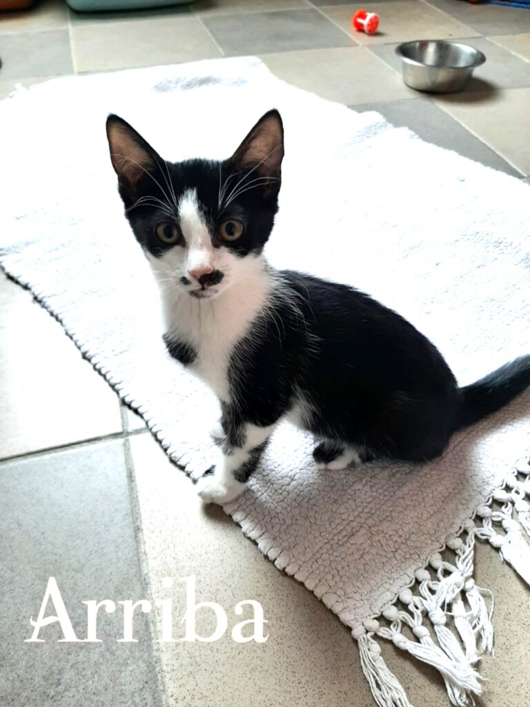 Arriba (Freigängerin)