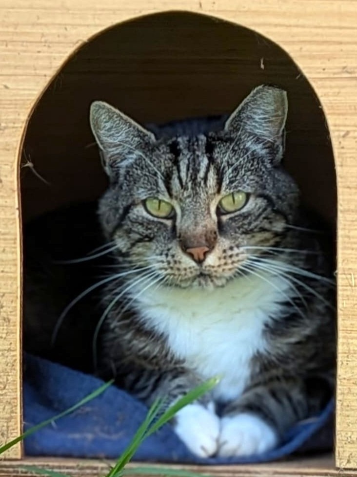Alle unsere Katzen - Übersicht
