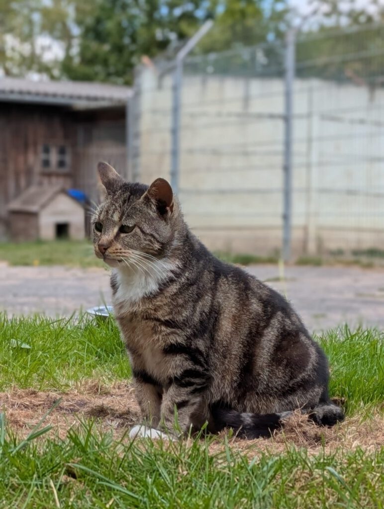Kimba (Freigängerin)