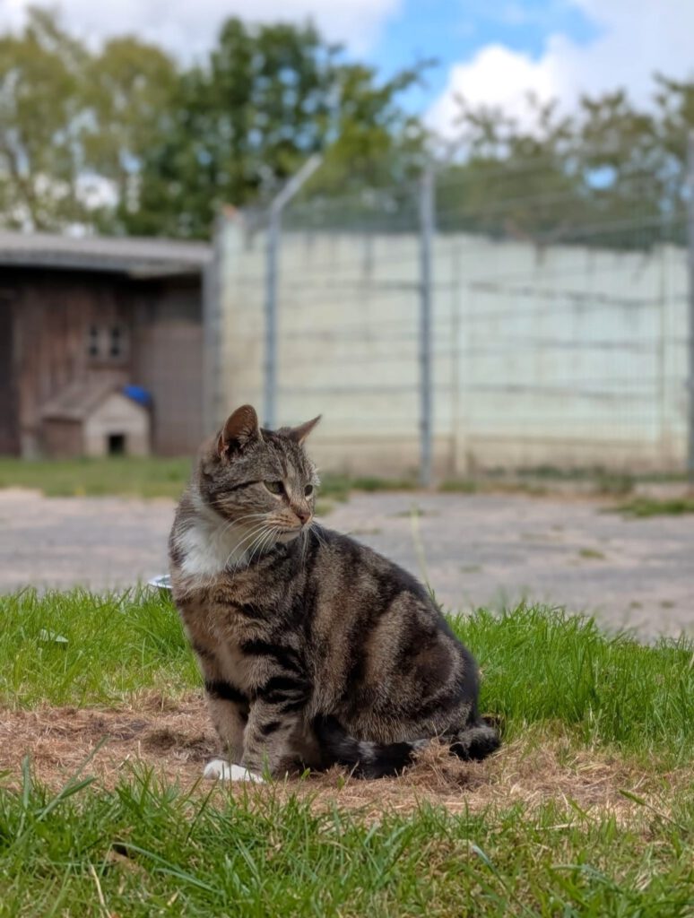 Kimba (Freigängerin)