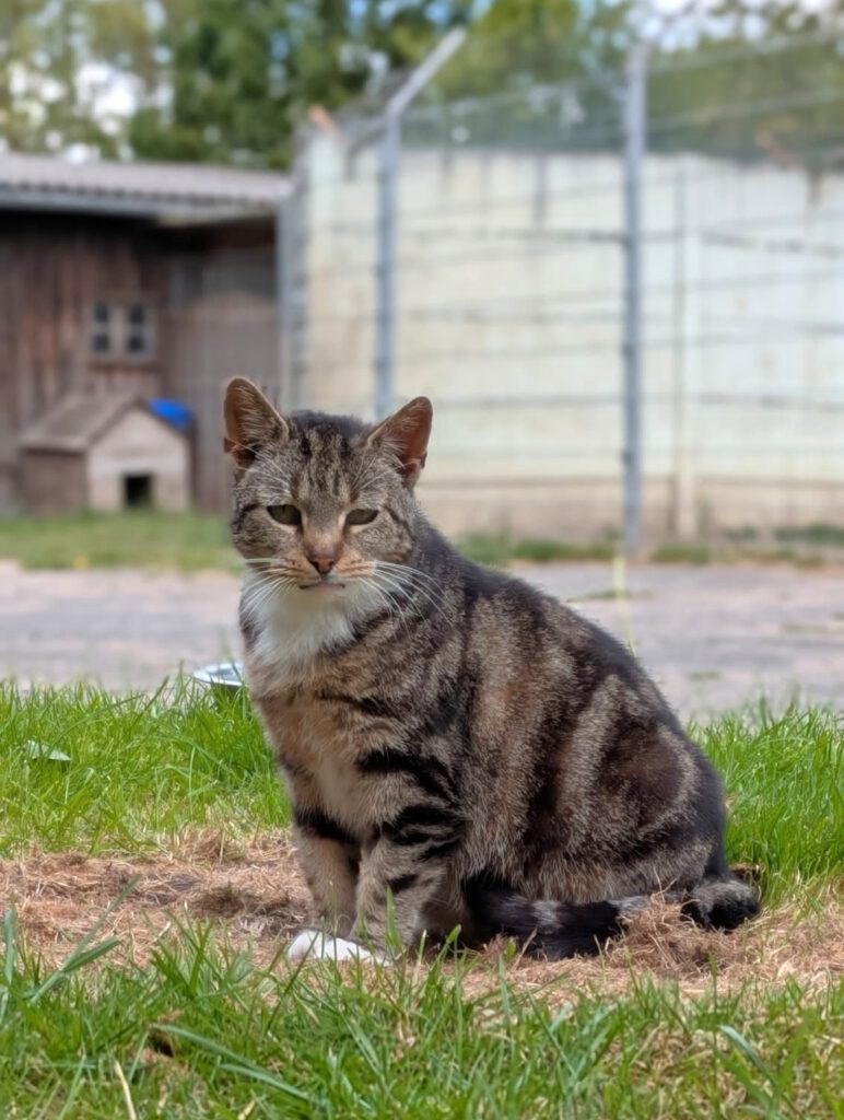 Kimba (Freigängerin)