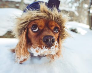 Tipps für den richtigen Umgang mit Tieren im Winter