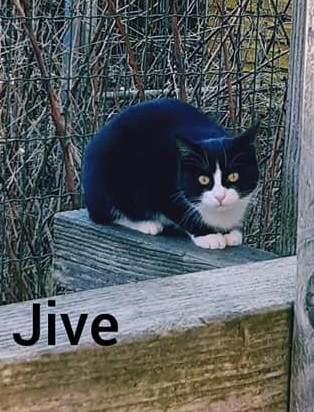 Jive (Freigängerin)