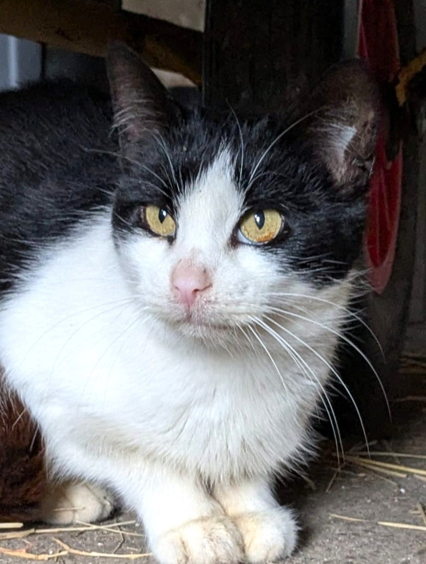 Alle unsere Katzen - Übersicht