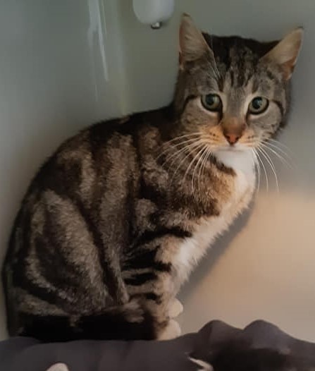 Kimba (Freigängerin)