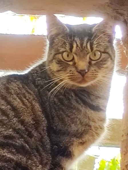 Alle unsere Katzen - Übersicht