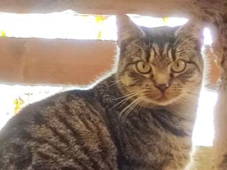 Amy Winehouse (Freigängerin)