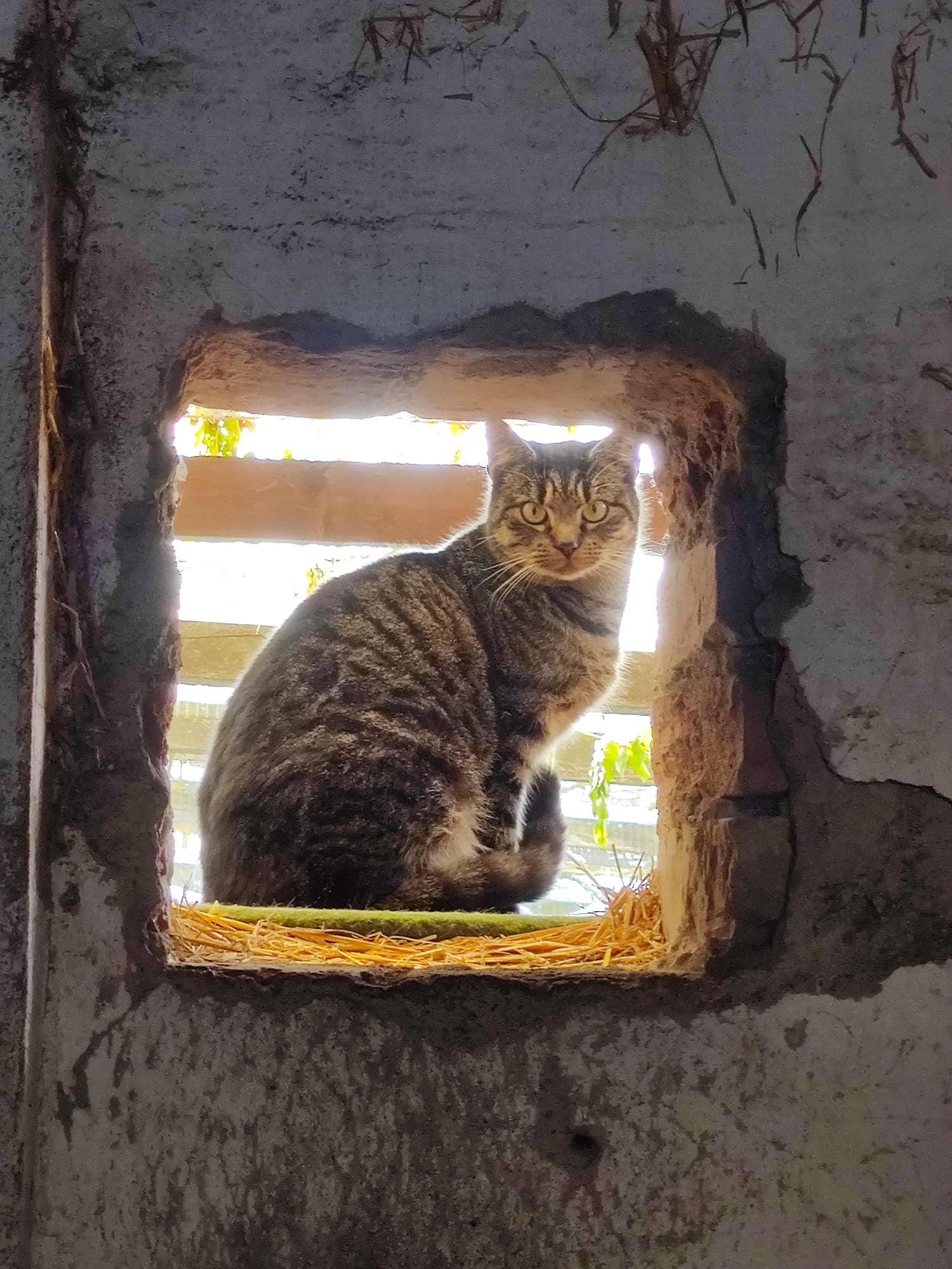 Amy Winehouse (Freigängerin)