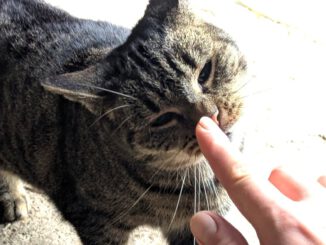 Kate (Freigängerin)