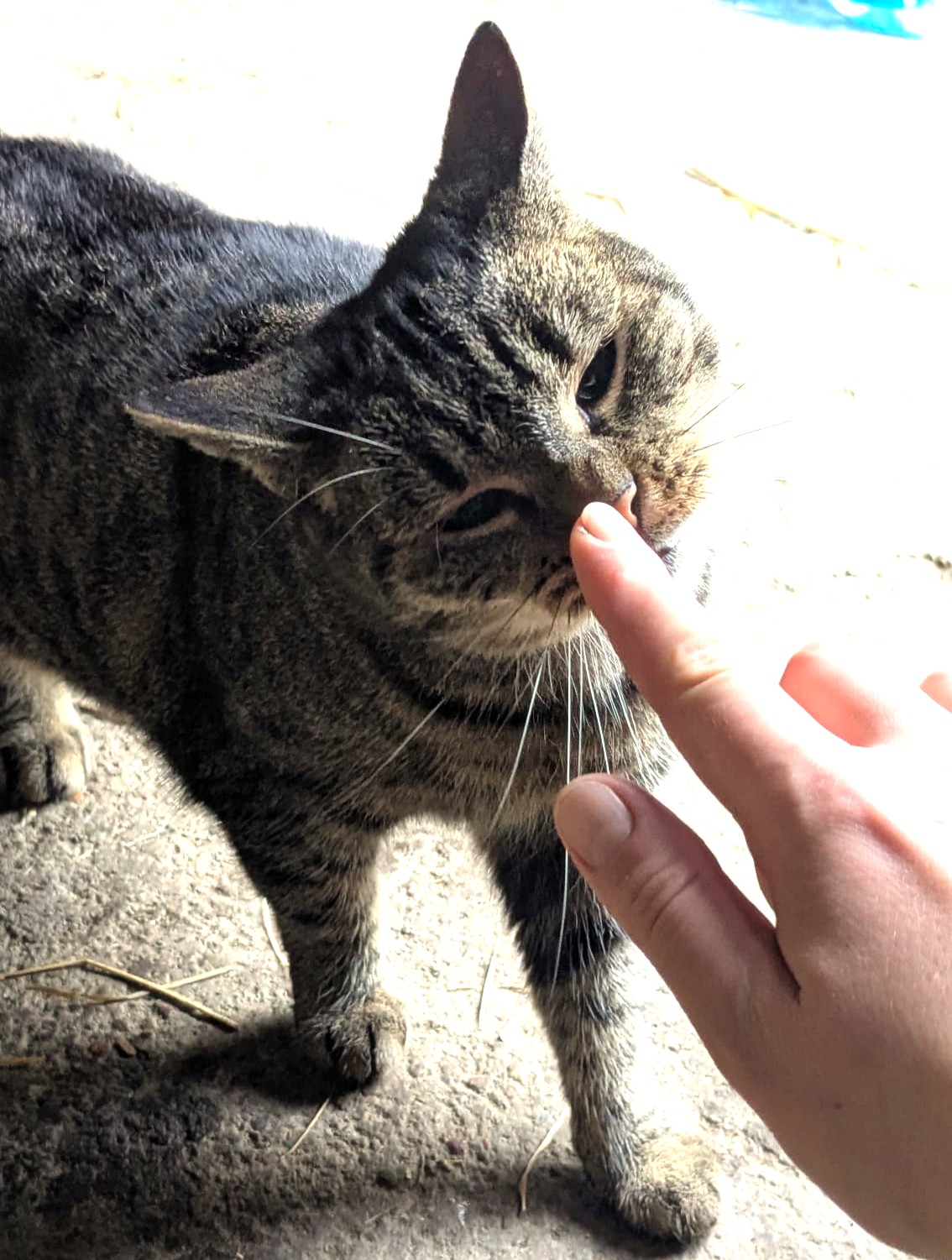 Alle unsere Katzen - Übersicht