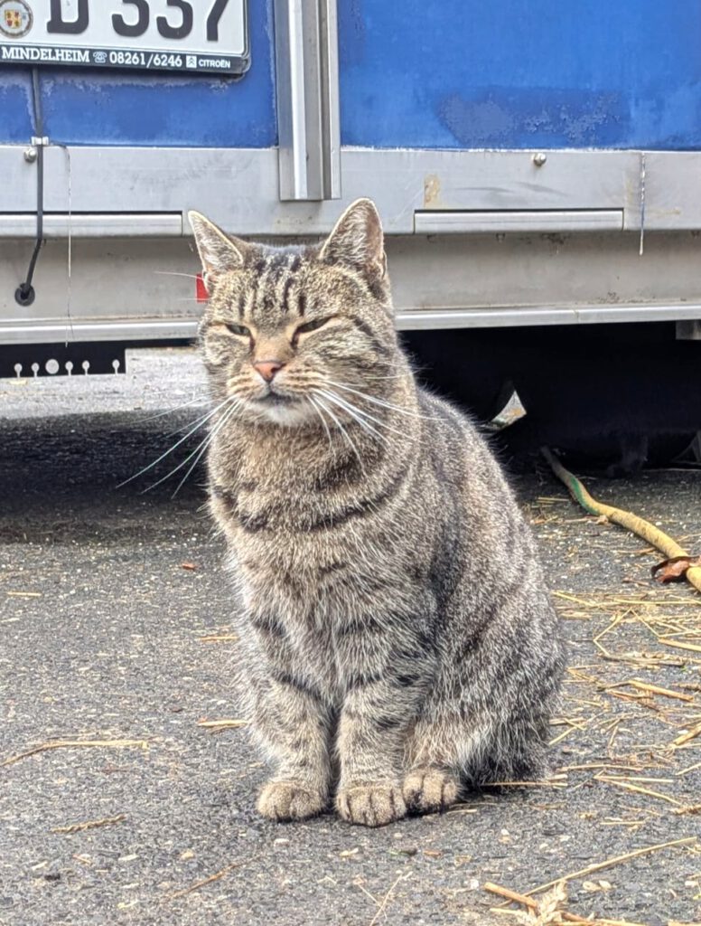 Kate (Freigängerin)