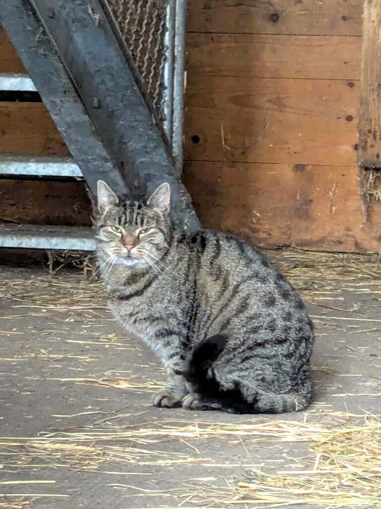 Kate (Freigängerin)