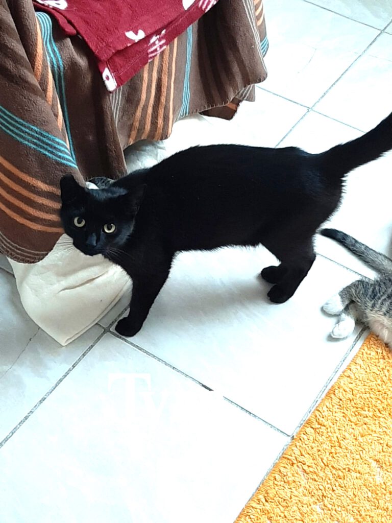 Alle unsere Katzen - Übersicht