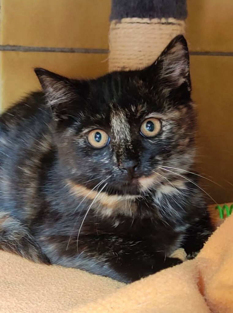 Alle unsere Katzen - Übersicht