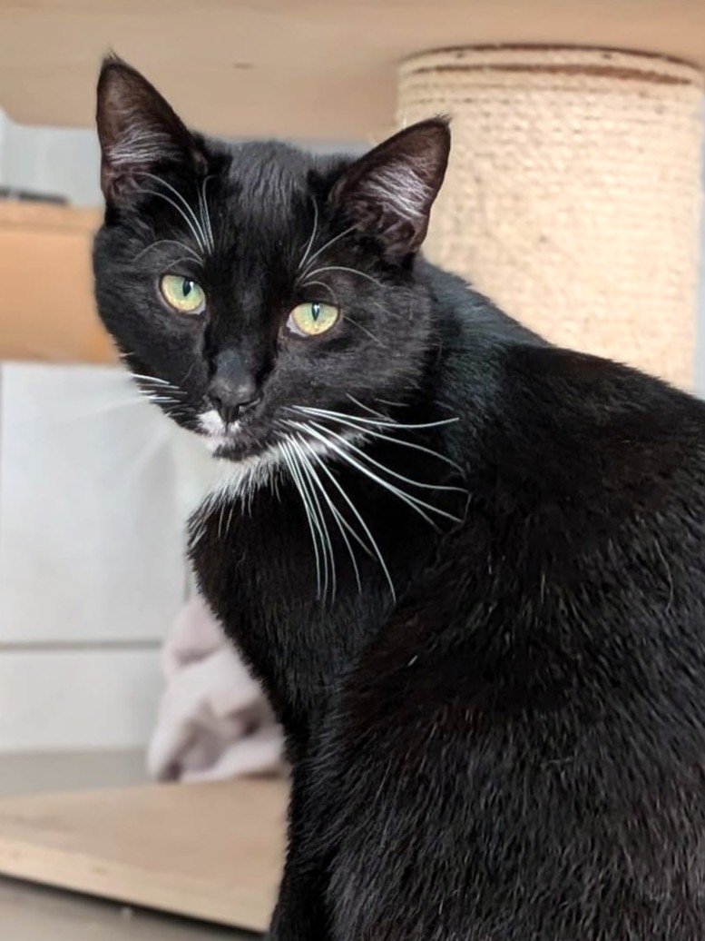 Alle unsere Katzen - Übersicht