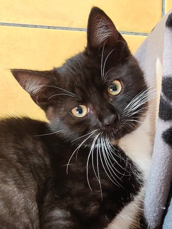 Alle unsere Katzen - Übersicht