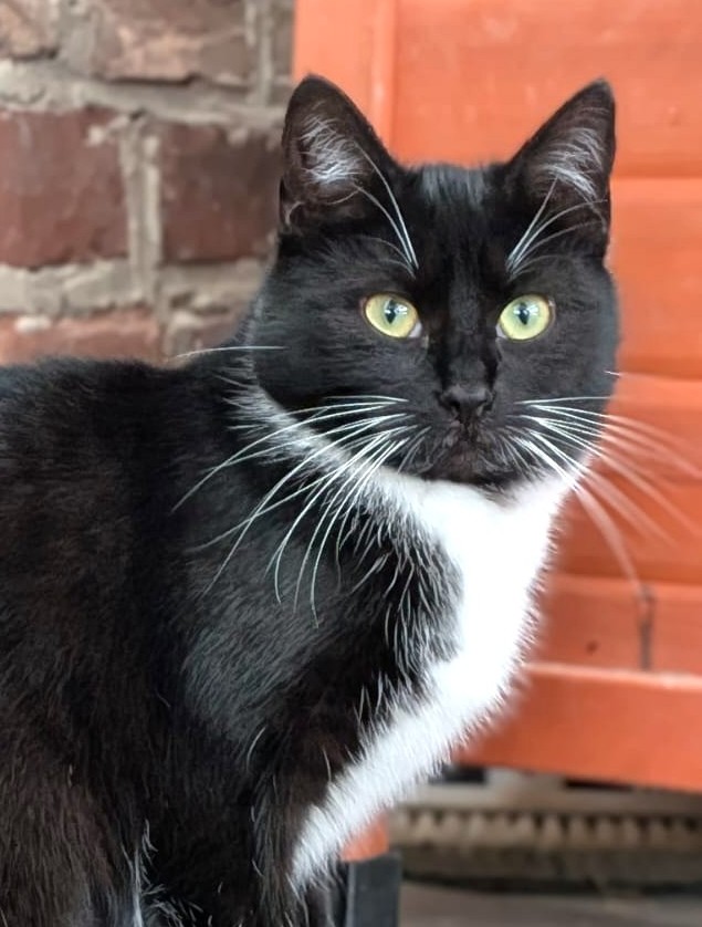 Alle unsere Katzen - Übersicht