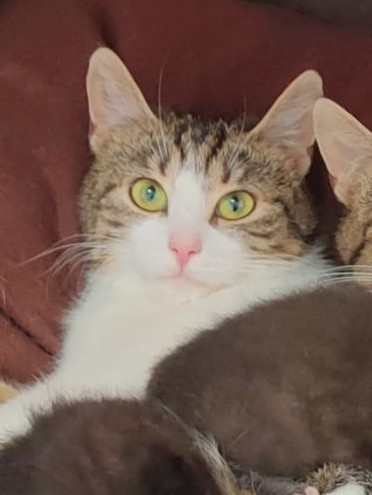 Alle unsere Katzen - Übersicht