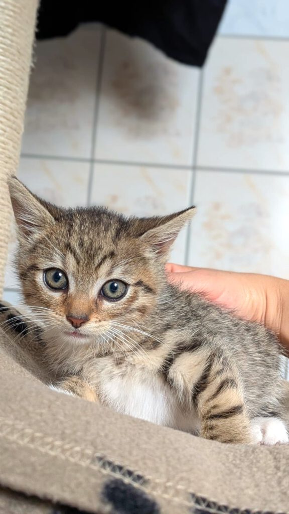 Beatrix mit Babsi, Becky, Bommel (Baghira, Bounty RES.)