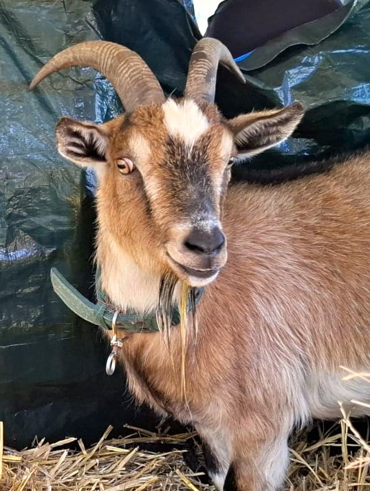 Alle unsere Stalltiere - Übersicht