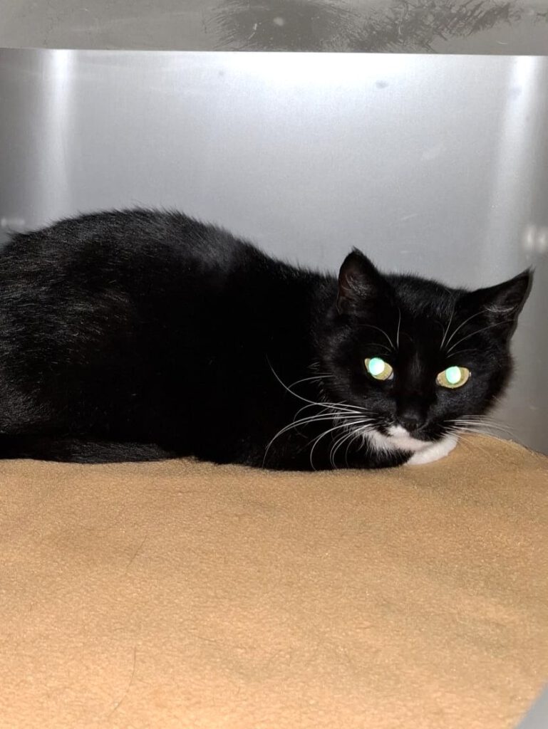 Alle unsere Katzen - Übersicht