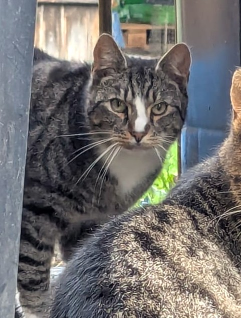 Alle unsere Katzen - Übersicht