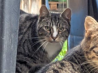 Calimero (Freigänger)