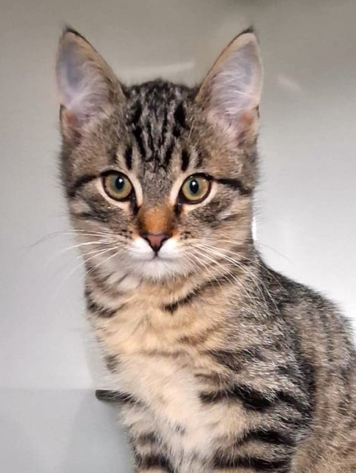 Alle unsere Katzen - Übersicht