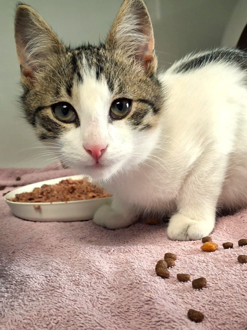 Alle unsere Katzen - Übersicht