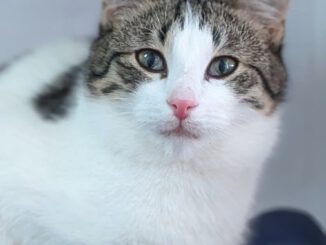 Alle unsere Katzen - Übersicht