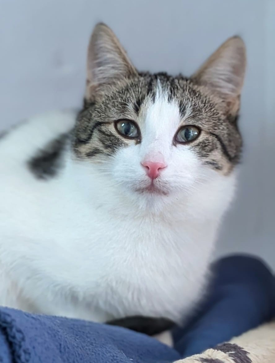 Alle unsere Katzen - Übersicht