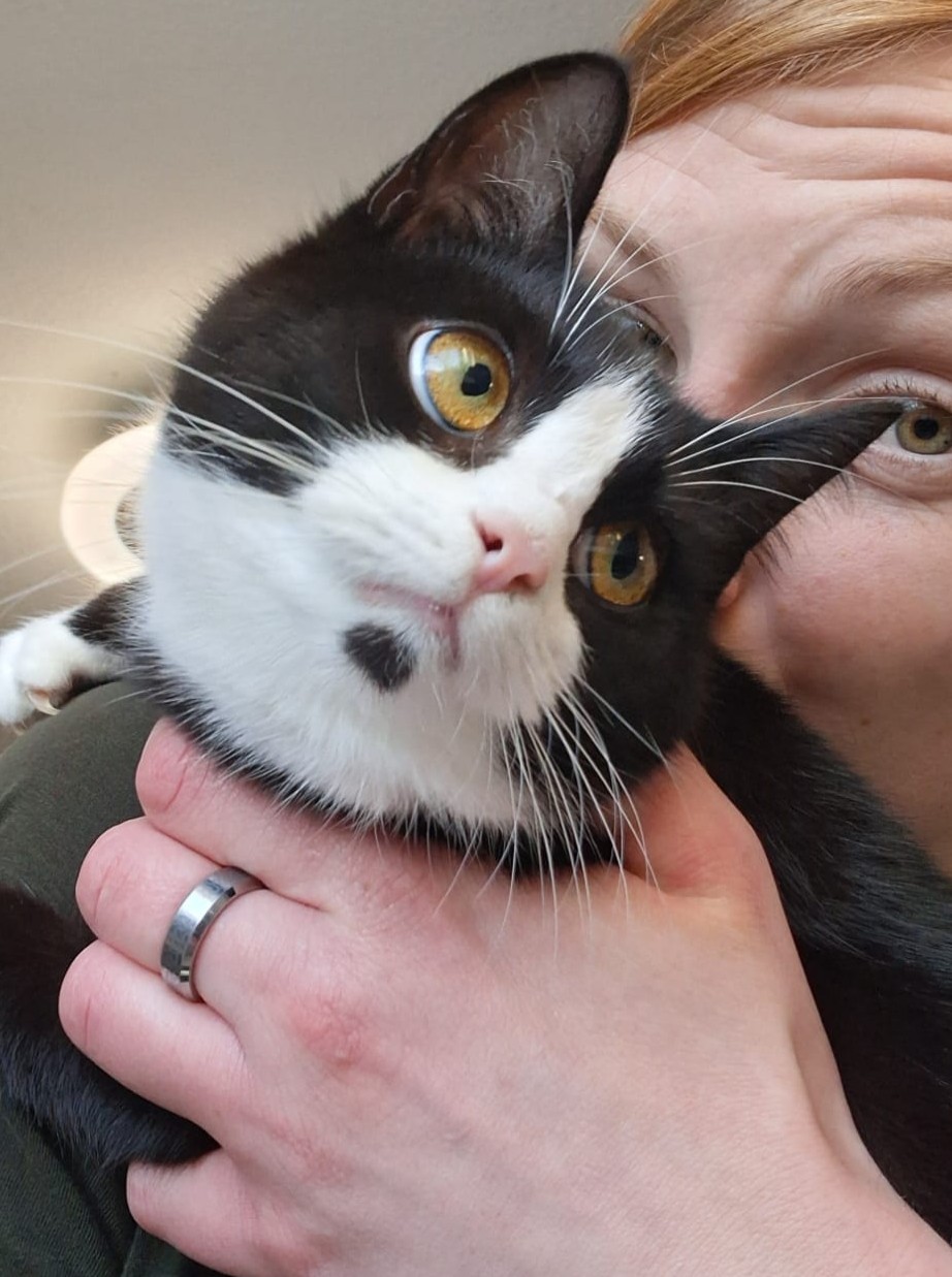 Alle unsere Katzen - Übersicht