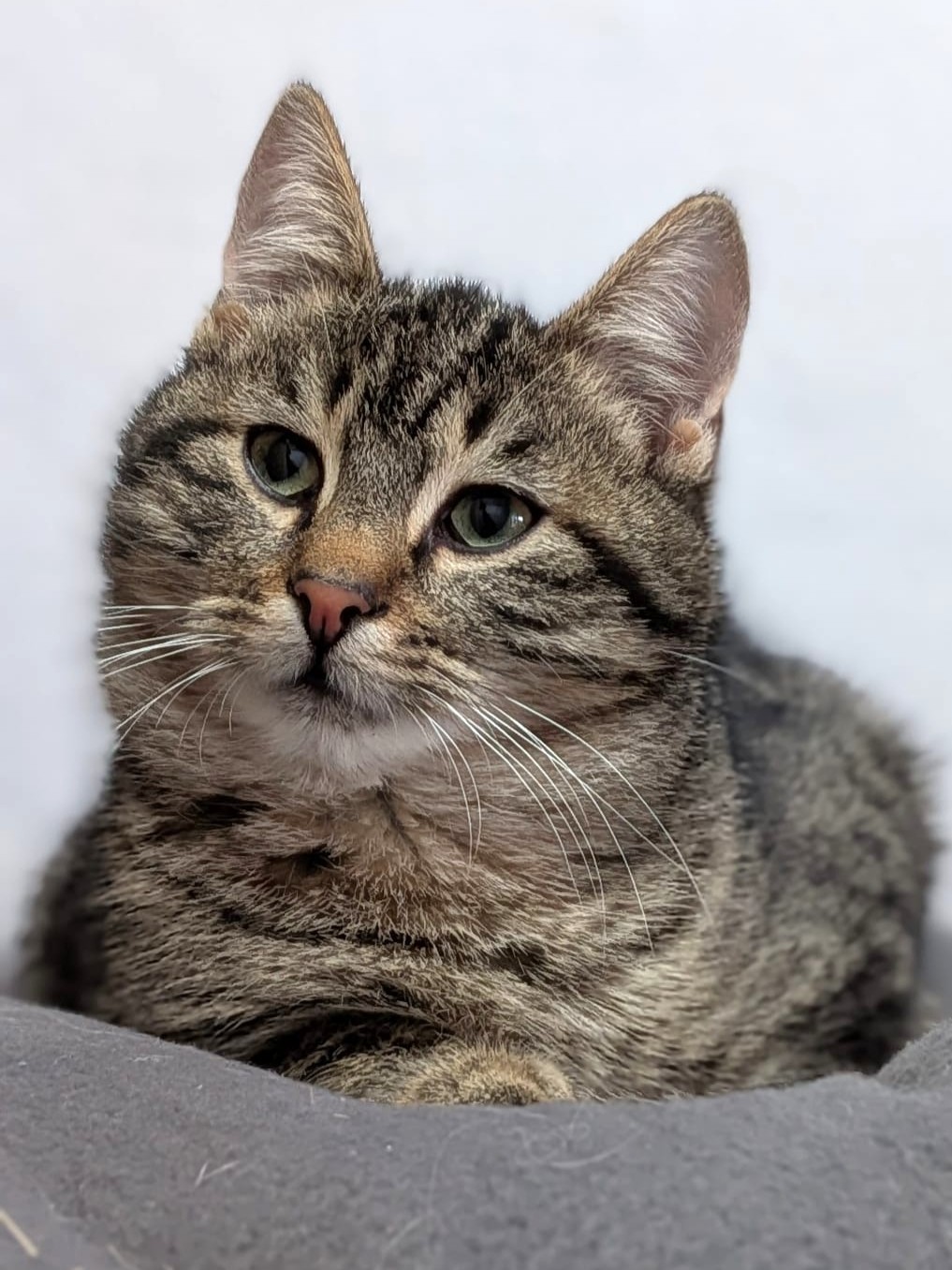 Alle unsere Katzen - Übersicht