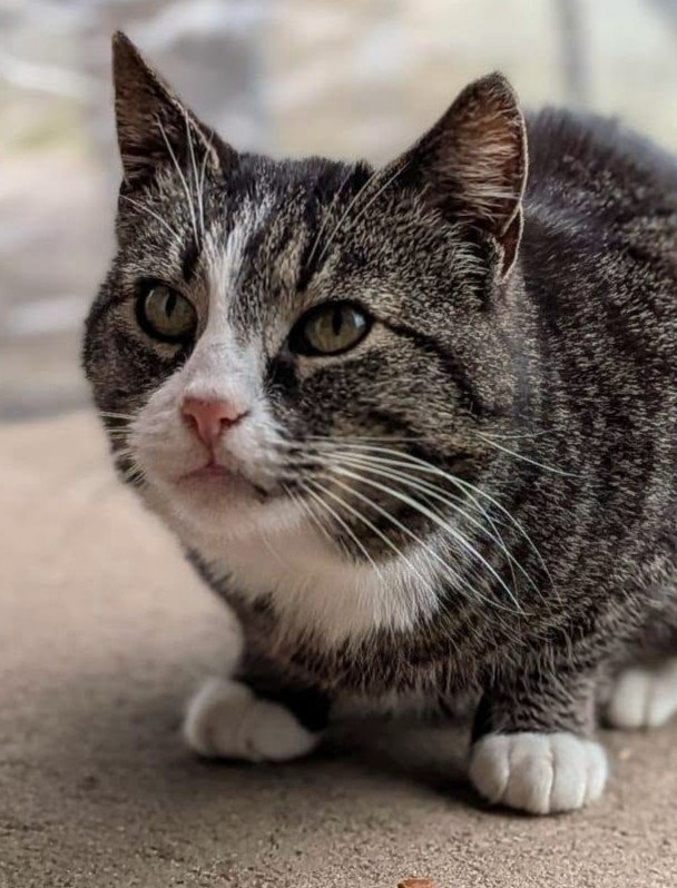Alle unsere Katzen - Übersicht