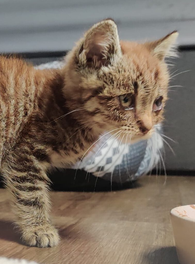 Alle unsere Katzen - Übersicht