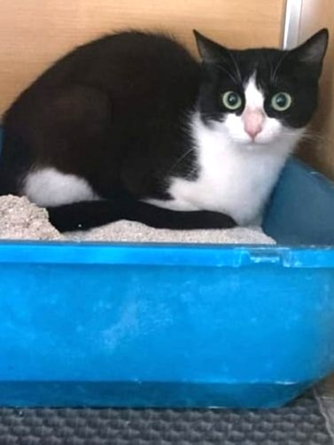 Fundkatze Hellfeld