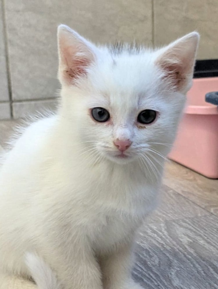 Alle unsere Katzen - Übersicht