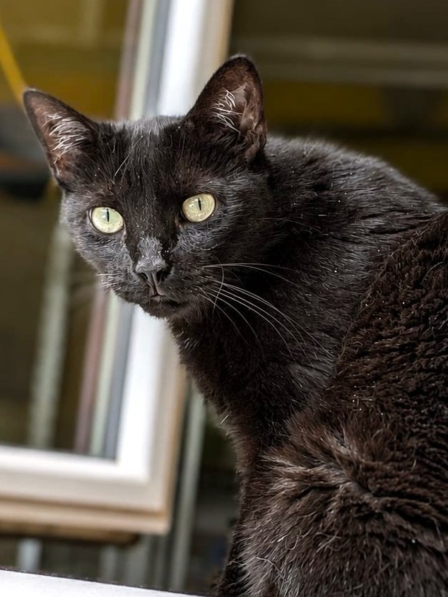 Alle unsere Katzen - Übersicht