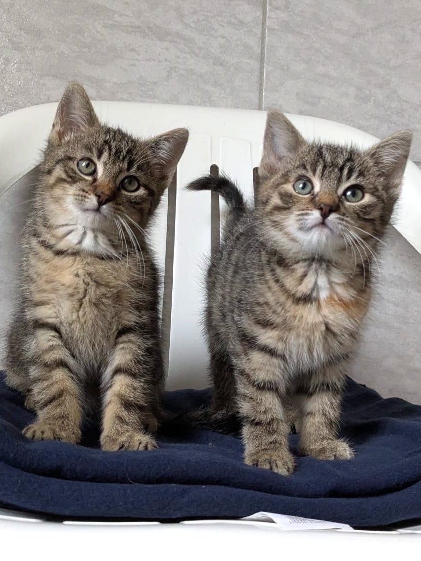 Alle unsere Katzen - Übersicht