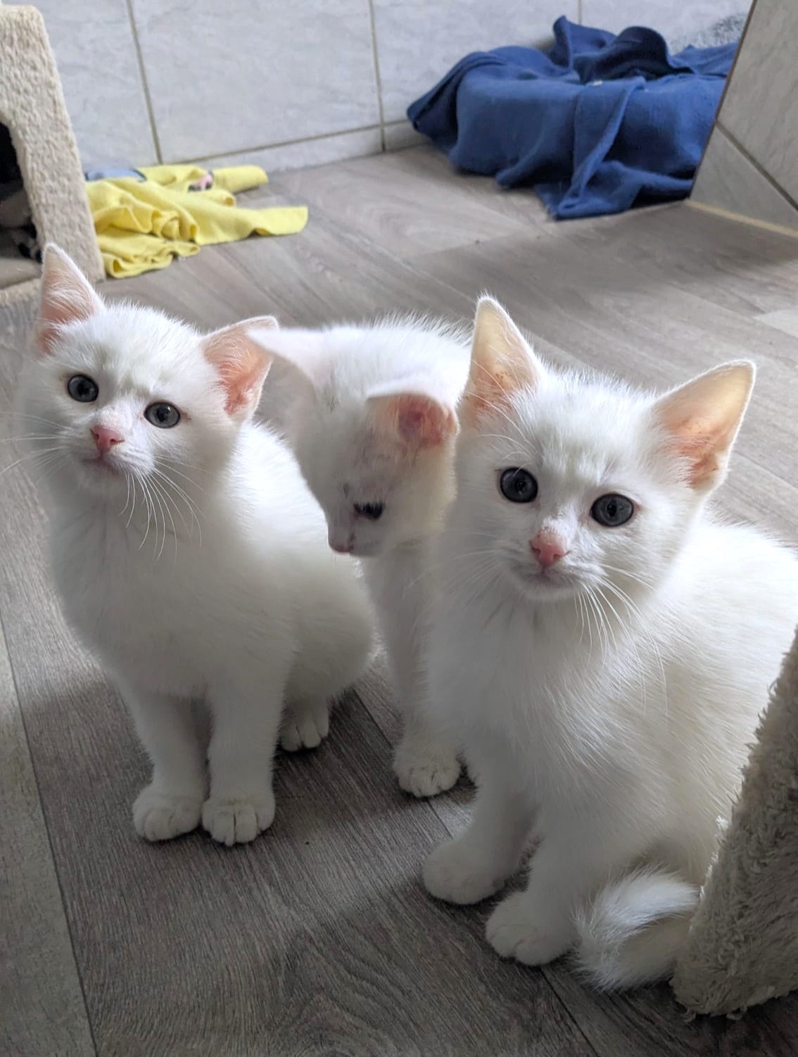 Alle unsere Katzen - Übersicht