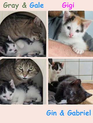 Alle unsere Katzen - Übersicht