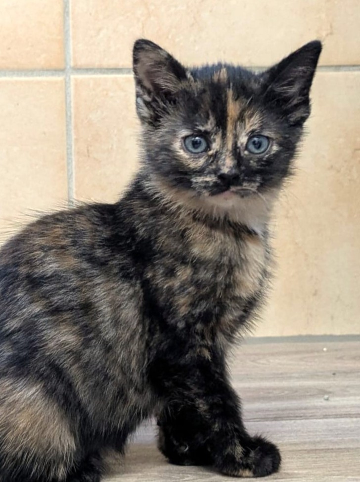 Alle unsere Katzen - Übersicht