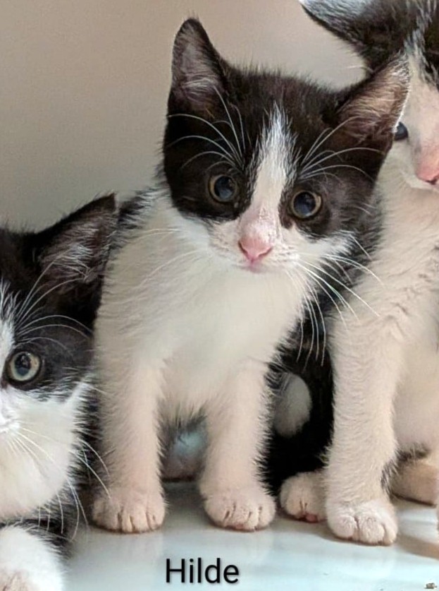 Alle unsere Katzen - Übersicht