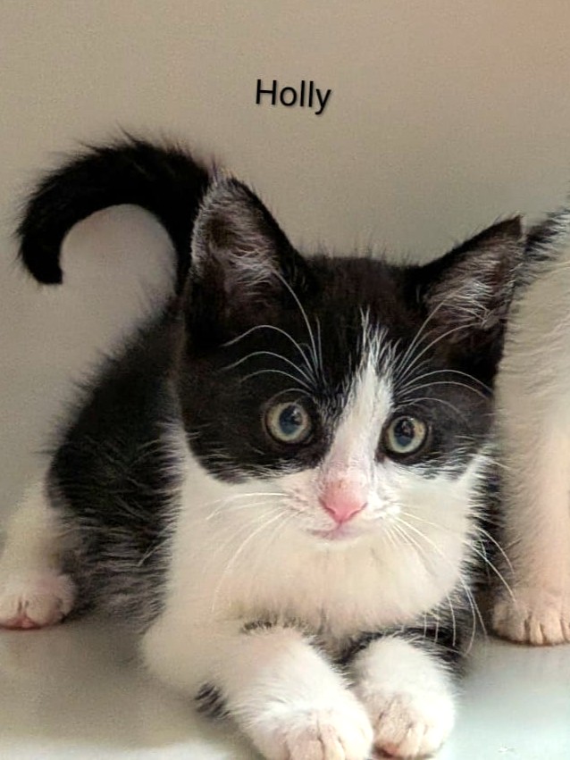 Alle unsere Katzen - Übersicht