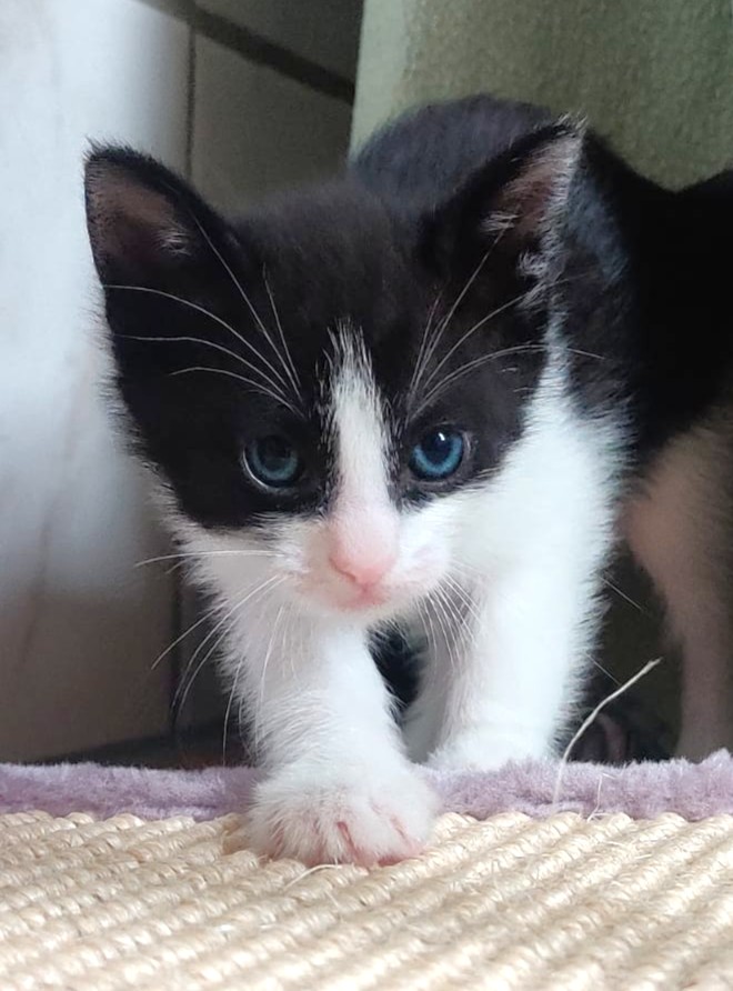 Alle unsere Katzen - Übersicht