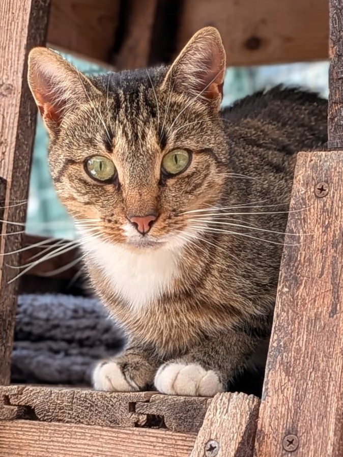 Alle unsere Katzen - Übersicht